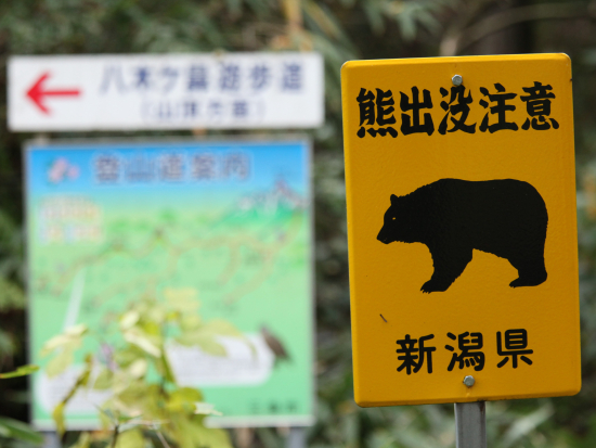 Japonsko vyzkouší systém s umělou inteligencí na varování před medvědy