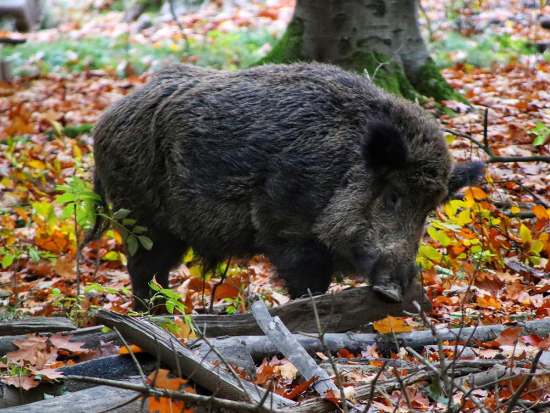 Metodický pokyn orgánům státní správy myslivosti k redukci početních stavů prasete divokého