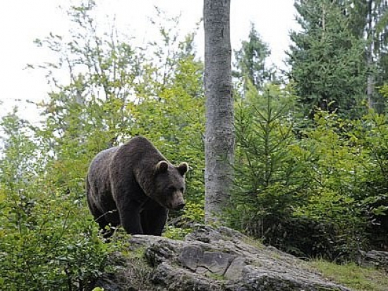 Táborská zoo podala stížnost k EK kvůli odstřelu medvědů na Slovensku