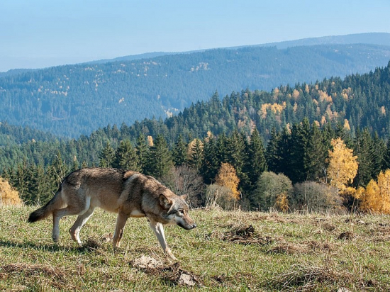 Problémy s vlky na Jablunkovsku se podle pohotovostního štábu musí řešit