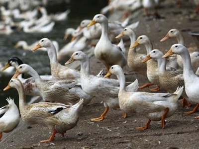 Na drůbeží farmě v Maďarsku se objevila ptačí chřipka