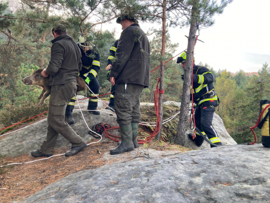 Hasiči zachraňovali tlupu divočáků, kteří uvázli ve skalách