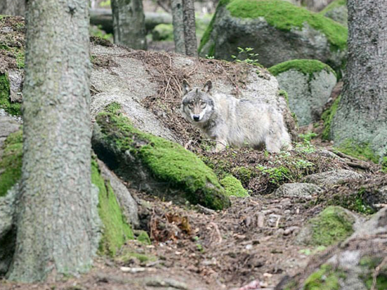 Státy EU podpořily snížení ochrany vlků, což má usnadnit jejich odstřel