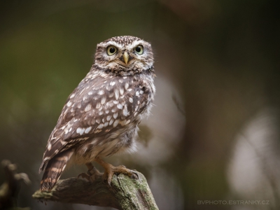 Sýček obecný (Athene noctua) 