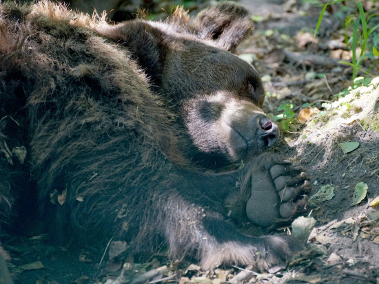Slovenská policie obvinila Češku z pytláctví, podezírá ji z ulovení medvědice